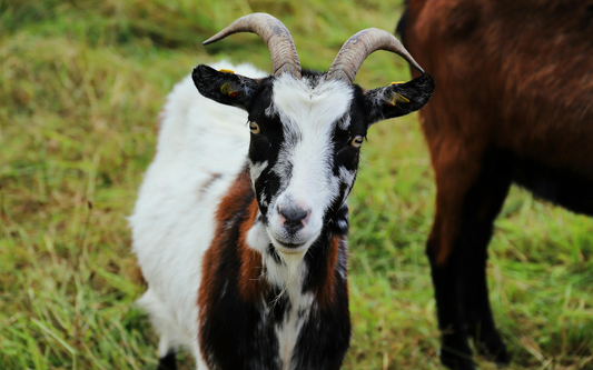 The Magic of Goat Milk Soap: Why It’s a Skincare Game-Changer